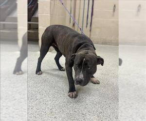 American Pit Bull Terrier-Unknown Mix Dogs for adoption in Conroe, TX, USA