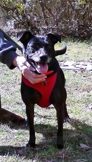 Medium Photo #1 Labrador Retriever-Unknown Mix Puppy For Sale in Ellijay, GA, USA