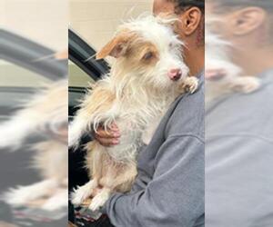 Mutt Dogs for adoption in Louisville, KY, USA
