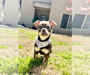 Chug Dogs for adoption in Rockaway, NJ, USA