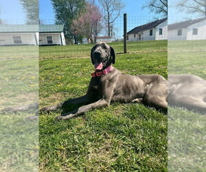 Medium Photo #3 Great Dane Puppy For Sale in Osgood, IN, USA