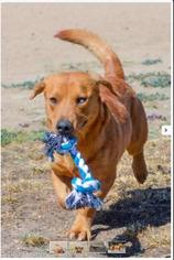 Basset Hound-Labrador Retriever Mix Dogs for adoption in Atwood, CA, USA