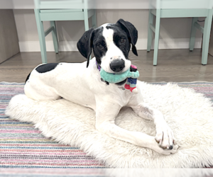 German Shorthaired Pointer Dogs for adoption in Menlo Park, CA, USA