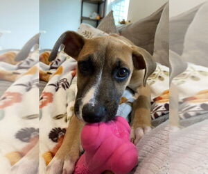 Mutt Dogs for adoption in Springdale, PA, USA