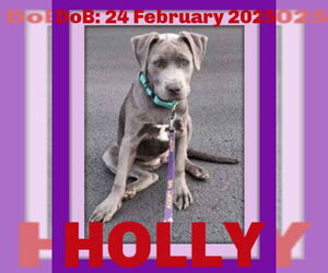 American Pit Bull Terrier-Unknown Mix Dogs for adoption in Sebec, ME, USA