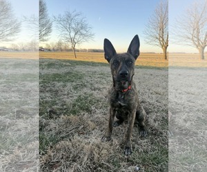 Holland Shepherd-Unknown Mix Dogs for adoption in Columbus, IN, USA