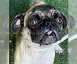 Pug-Unknown Mix Dogs for adoption in Lake Forest, CA, USA