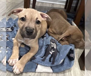 Bullypit Dogs for adoption in Oakhurst, NJ, USA