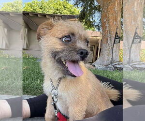 Brussels Griffon-Unknown Mix Dogs for adoption in San Diego, CA, USA