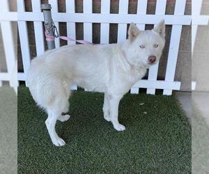 Siberian Husky-Unknown Mix Dogs for adoption in Modesto, CA, USA
