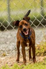 Chiweenie Dogs for adoption in Chouteau, OK, USA
