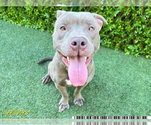 American Pit Bull Terrier Dogs for adoption in West Palm Beach, FL, USA