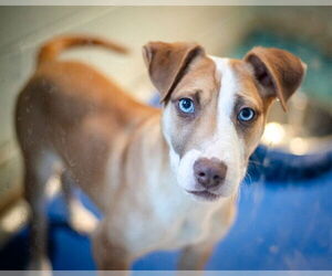 Mutt Dogs for adoption in Dedham, MA, USA