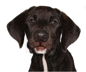 Labrador Retriever-Unknown Mix Dogs for adoption in Oakland Park, FL, USA