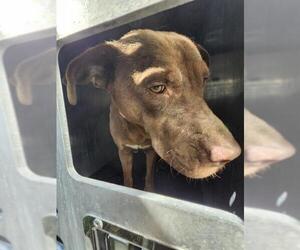 Labrador Retriever-Unknown Mix Dogs for adoption in San Antonio, TX, USA