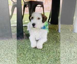 Parson Russell Terrier-Unknown Mix Dogs for adoption in Escondido, CA, USA