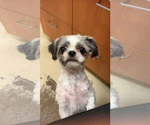 Shih Tzu-Unknown Mix Dogs for adoption in Webster, WI, USA
