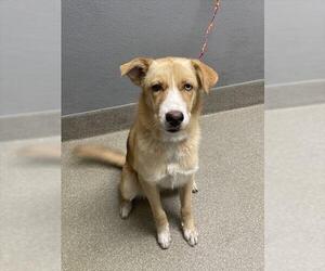 German Shepherd Dog-Unknown Mix Dogs for adoption in Las Vegas, NV, USA
