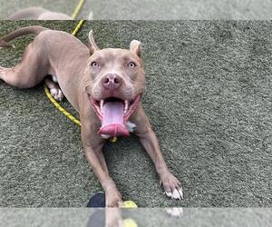 American Pit Bull Terrier-Unknown Mix Dogs for adoption in Las Vegas, NV, USA