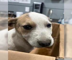 Mutt Dogs for adoption in Redwood City, CA, USA