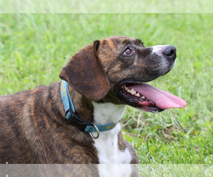 Bogle Dogs for adoption in Sistersville, WV, USA