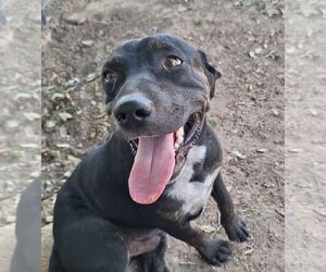 American Pit Bull Terrier-Labrador Retriever Mix Dogs for adoption in Calgary, Alberta, Canada