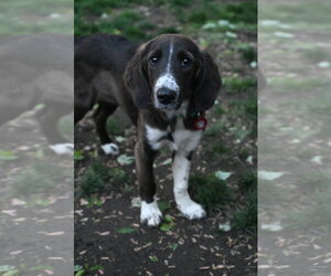 Medium Photo #3 Labrador Retriever-Unknown Mix Puppy For Sale in Wakefield, RI, USA