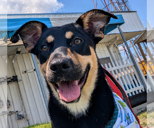 Shepweiller Dogs for adoption in Gibbstown, NJ, USA