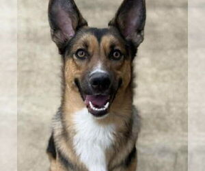 German Shepherd Dog-Unknown Mix Dogs for adoption in Spring Lake, NC, USA