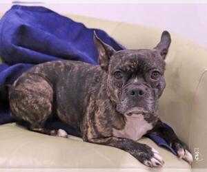 French Bulldog Dogs for adoption in Paris, ME, USA