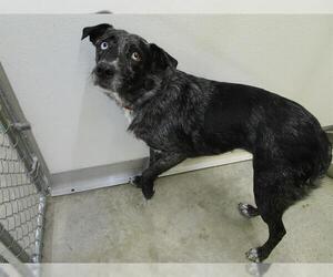 Mutt Dogs for adoption in Temple, TX, USA