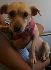 Chihuahua-Unknown Mix Dogs for adoption in Indio, CA, USA