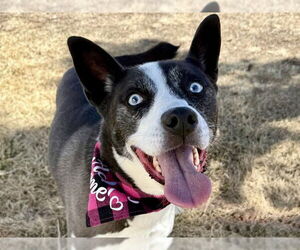 Border Collie-Siberian Husky Mix Dogs for adoption in Pueblo, CO, USA