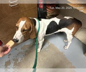 Treeing Walker Coonhound Dogs for adoption in Ocala, FL, USA