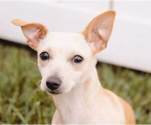 Jack Chi Dogs for adoption in Princeton, MN, USA