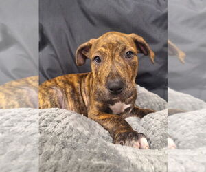 American Staffordshire Terrier-Unknown Mix Dogs for adoption in Pierceton , IN, USA