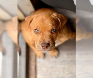 Plott Hound-Unknown Mix Dogs for adoption in Wyoming, MI, USA