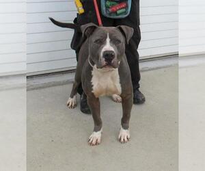 American Pit Bull Terrier Dogs for adoption in Louisville, KY, USA