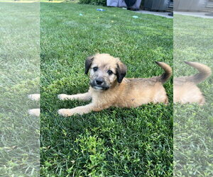 Mutt Dogs for adoption in Plainfield, IL, USA