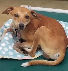 Whippet Dogs for adoption in Canon City, CO, USA