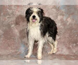 Bearded Collie-Unknown Mix Dogs for adoption in West Valley, UT, USA