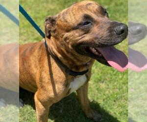 American Staffordshire Terrier Dogs for adoption in Little Rock, AR, USA