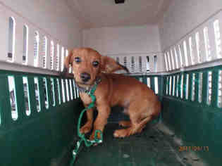 Medium Photo #1 Dachshund Puppy For Sale in Oroville, CA, USA