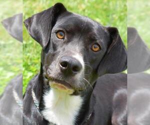 Mountain Cur Dogs for adoption in Nashville, IN, USA