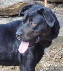 Basset Hound Dogs for adoption in New Castle DE, DE, USA