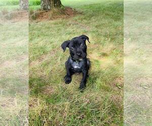 American Pit Bull Terrier-Unknown Mix Dogs for adoption in Catasauqua, PA, USA