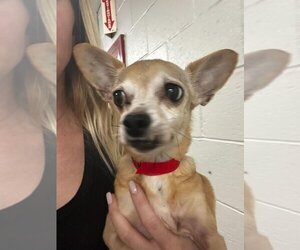 Chihuahua Dogs for adoption in encino, CA, USA