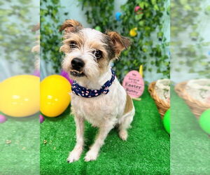 Mutt Dogs for adoption in Bryant, AR, USA