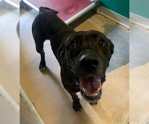 Mastiff-Unknown Mix Dogs for adoption in Texas City, TX, USA