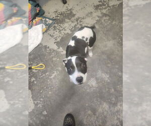 Staffordshire Bull Terrier-Unknown Mix Dogs for adoption in Tallahassee, FL, USA